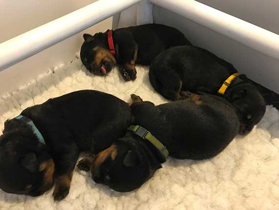 puppy's K-nest week 2